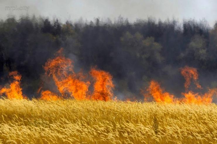 В Одеській області горіло поле з пшеницею 